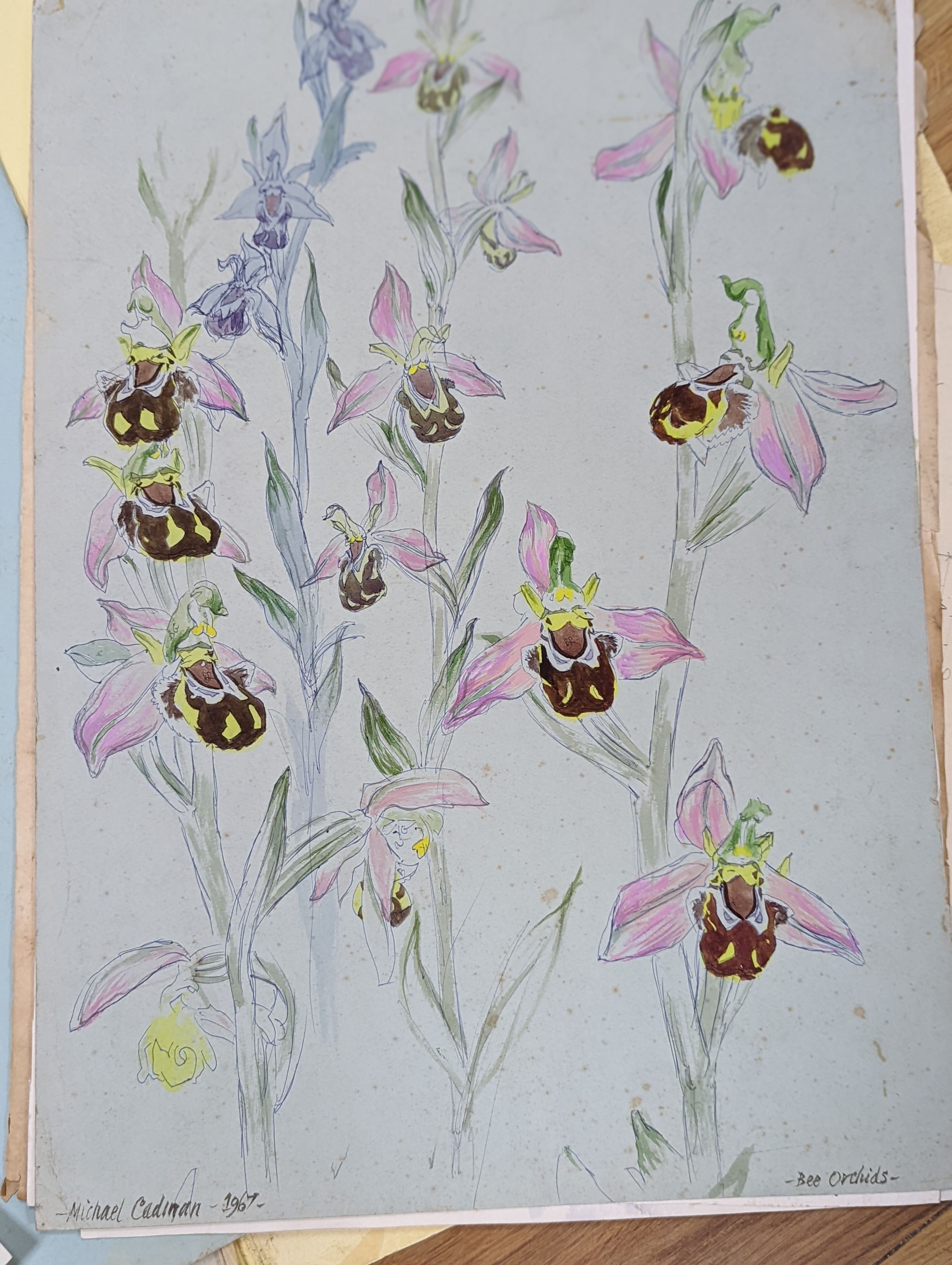 Michael Cadman (1920-2012), folio of assorted watercolours, Nature and botanical studies, largest 54 x 39cm